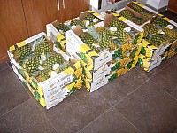 entrega 2011 preparativos 014