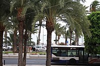 Paseito_Ramiro_006