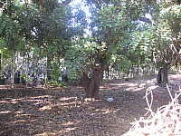 Jubalcoy Torre (11)