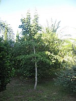 Jubalcoy Torre (19)