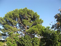 Jubalcoy Torre (26)