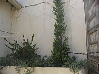 Jubalcoy Torre (32)