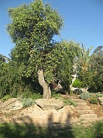 Jubalcoy Torre (7)
